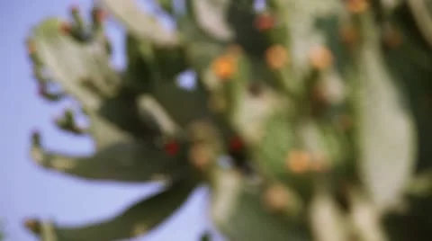 Cactus flower Stock Footage 22308134