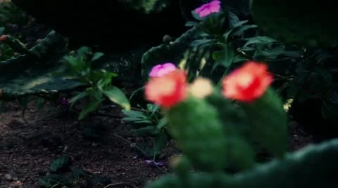 Cactus flower Stock Footage 22308135