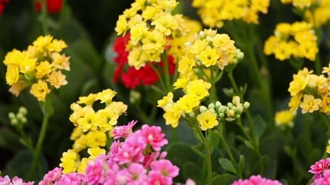 Cactus flower Video stock 77312398