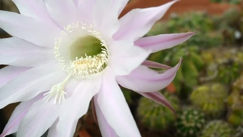 Cactus Flower Stock Footage 82711498
