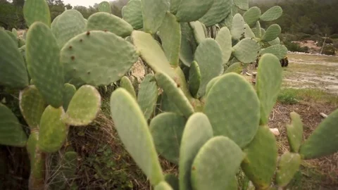 Cactus flower Video stock 83046965