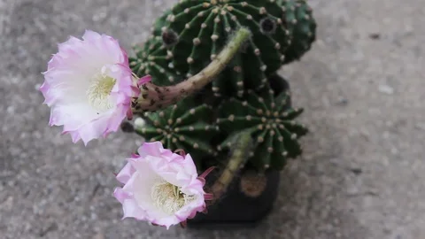 Cactus Flower Stock Footage 91495699