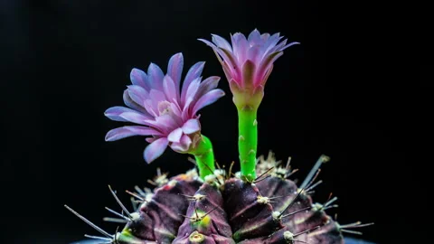 Cactus flower Stock Footage 156415064