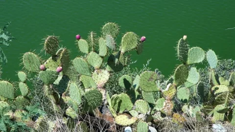 CACTUS FLOWER Stock-Footage 250307906