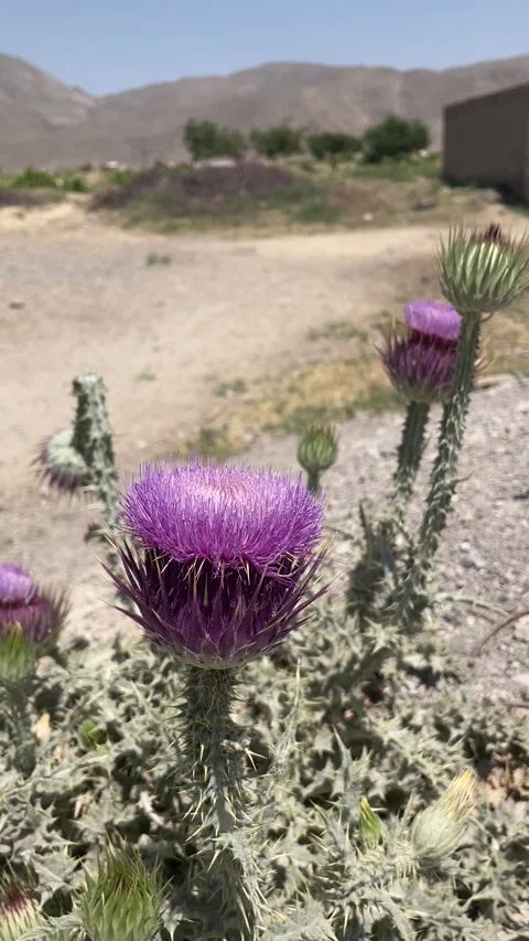 Cactus flower Stock Footage 280155697
