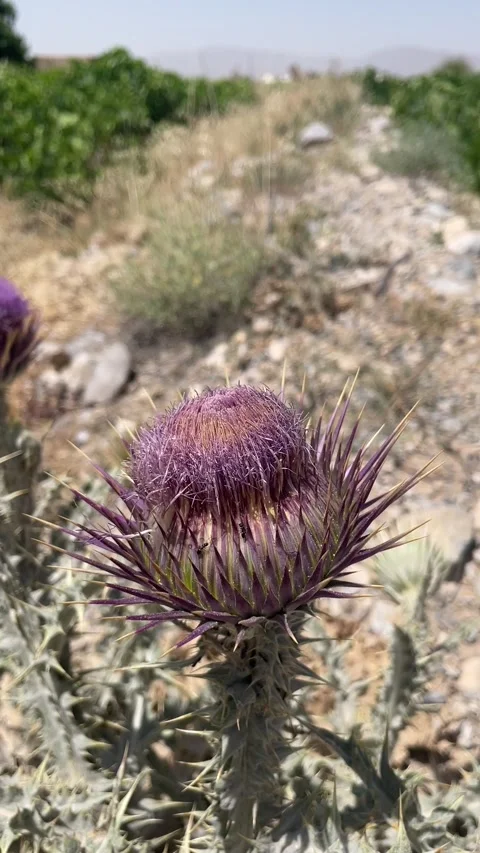 The cactus flower Stock Footage 280238805