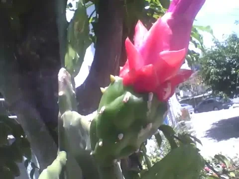 Cactus flower has not bloomed yet, but already showing its beauty Stock Footage 162682328