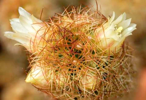 Cactus flower macro Stock Photos