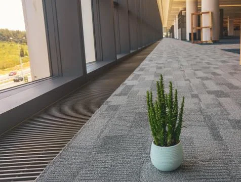 Cactus flower in the office Stock Photos
