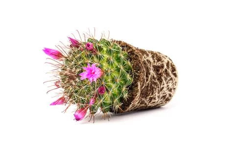 Cactus flower with open root system and ground in the form of a flowerpot, is Stock Photos