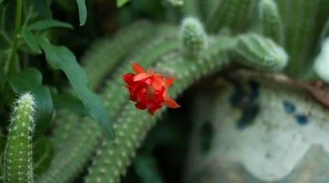 Cactus flower open up their blossoms Stock Footage 39710817