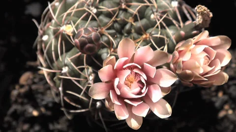 Cactus Flower Opening Video stock 35208767