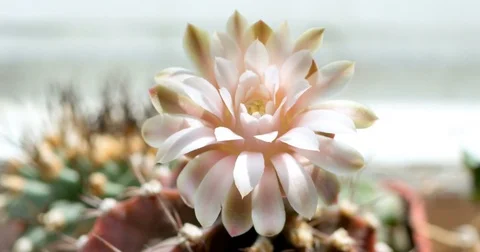 Cactus flower opening time lapse in sunny day. Sun illuminates a flowering Stock Footage 74893254