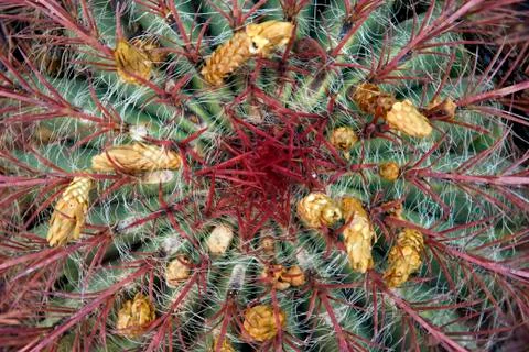 Cactus in flower Stock-Fotos