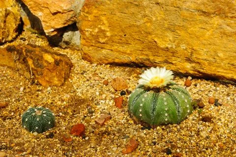 Cactus flower Stock Photos