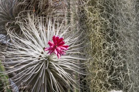 Cactus flower Stock Photos