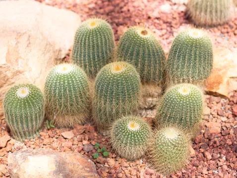 Cactus flower Stock Photos