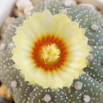 Cactus flower Stock Photos