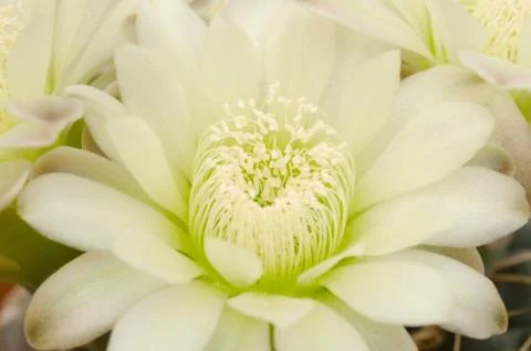 Cactus flower Stock Photos