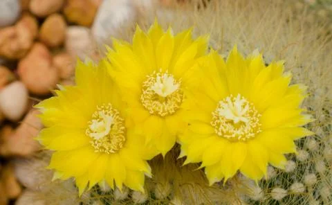 Cactus flower Stock Photos