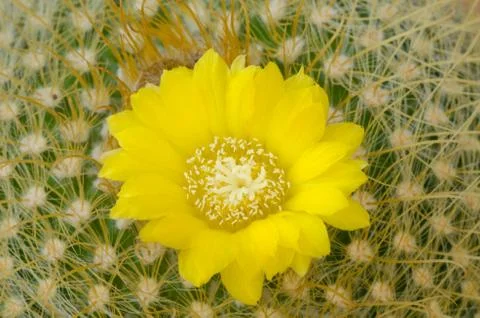 Cactus flower Stock Photos