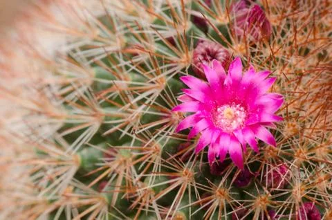 Cactus flower Stock Photos