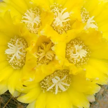 Cactus flower Stock Photos