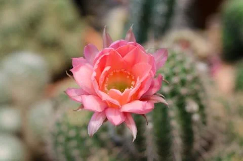 Cactus flower Stock Photos
