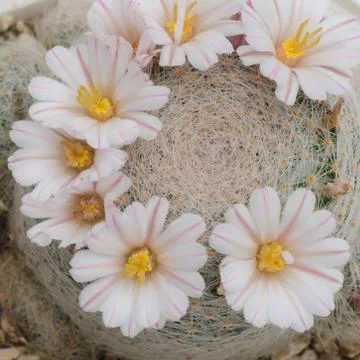 Cactus flower Stock Photos