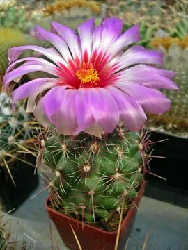Cactus flower Stock Photos
