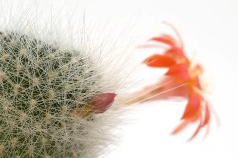 Cactus flower Stock Photos