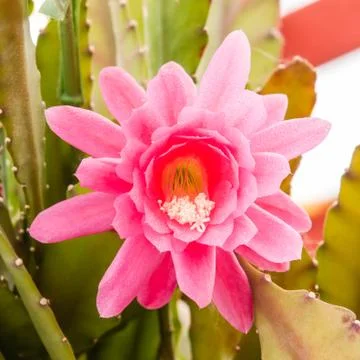 Cactus flower Stock Photos