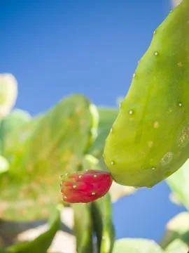 Cactus flower Stock Photos