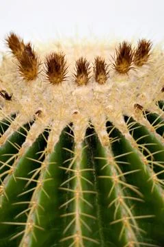Cactus flower Stock Photos