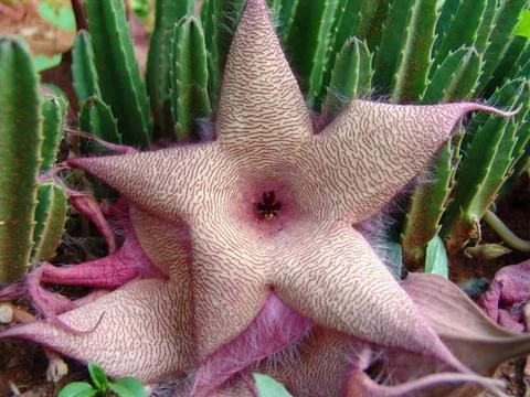 Cactus flower Fotos Stock