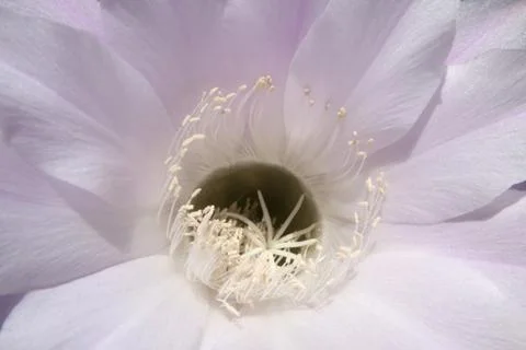 Cactus flower Stock Photos