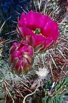 Cactus flower Stock Photos