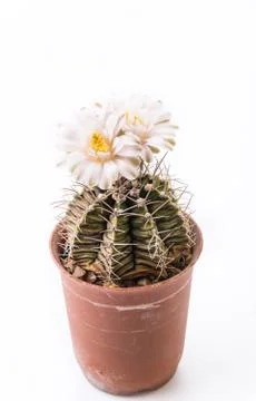 Cactus flower Foto stock