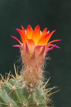 Cactus flower Stock Photos