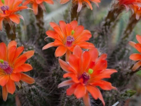 Cactus Flower Stock Photos