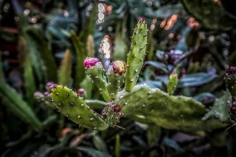 Cactus Flower Stock Photos