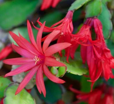Cactus Flower Stock Photos