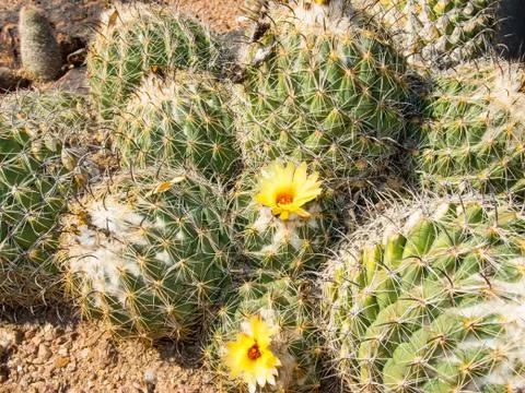 Cactus flower Stock Photos