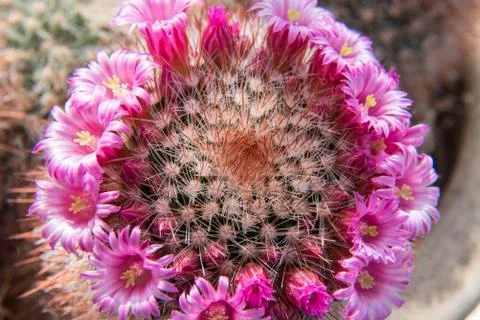 Cactus flower Stock Photos