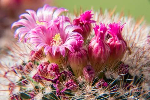 Cactus flower 스톡 사진