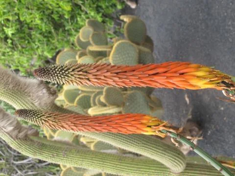 Cactus flower Stock Photos
