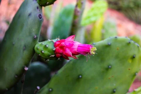 Cactus flower Stock Photos