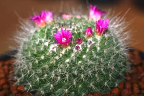 Cactus flower Stock Photos