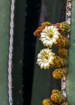 Cactus flower Stock Photos