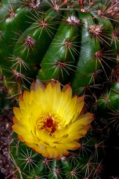 CACTUS FLOWER Stock Photos